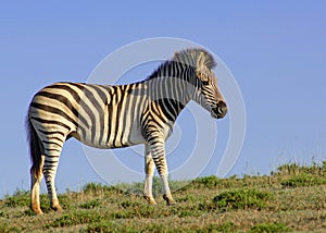 Lone Zebra