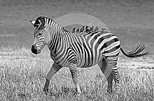 Lone Zebra on the African plains with many ox peckers perched on its back