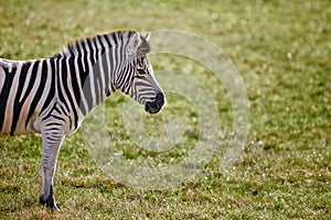 Lone Zebra Grass Field