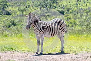 A lone zebra stands in a grassy area in the Hluhluwe/Imfolozi National Park in South Africa.