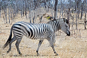 A lone zebra walking through the dry bush in Hwange