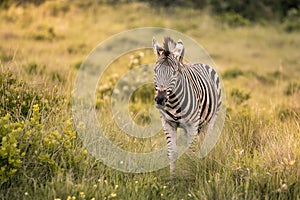 A lone zebra walks through tall grass toward