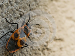 LonelBlacksmith wingless insect macro photo