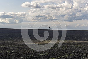 Loneley Tree on Fallow Field