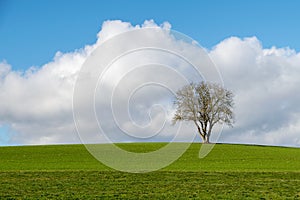 Loneley tree on a field