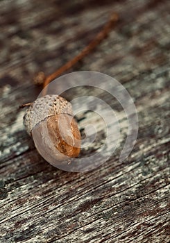 Loneliness of acorn on wet wood