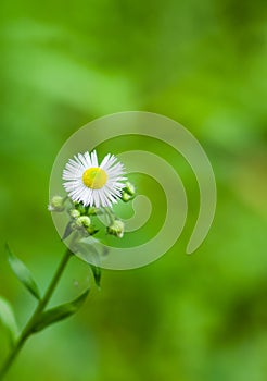 Loneliness in chamomile family