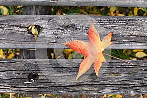 Loneliness concept Autumn Fall Bench Maple leaf Copy space Solitude Depression New start Procrastination