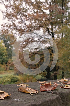 Loneliness concept - Autumn Fall Maple leaf selective focus