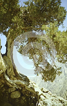 Junipers tree photo