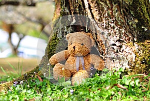 Loneliness Teddy Bear sitting in the garden.