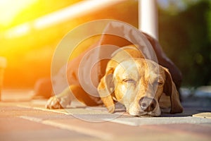 Lonely abandoned homeless hungry stray dog with grief face sitting on street in cold weared in jacked, beg for food