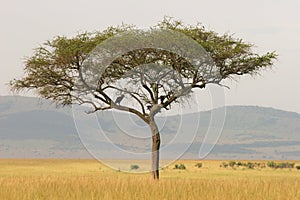 Lonely acacia tree, Masai Mara, Kenya