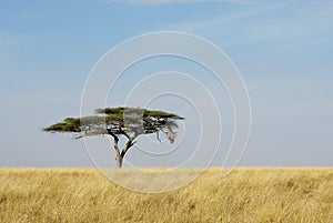 Lonely acacia tree in Serengeti