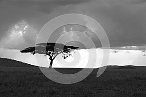 Lonely acacia tree in Serengeti in black and white