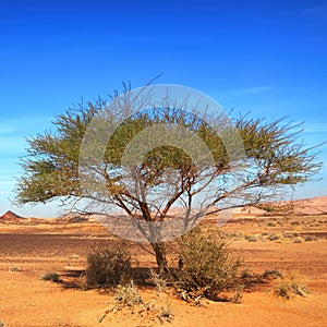 Lonely acacia tree in stone desert