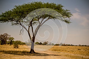 Lonely acacia tree in Tarangire National Park safari, Tanzania