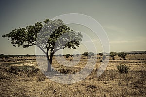 Lonely acacia tree in Tarangire National Park safari, Tanzania