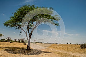 Lonely acacia tree in Tarangire National Park safari, Tanzania photo
