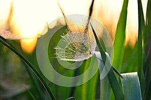 Lonely achene dandelion on background of sunset. photo