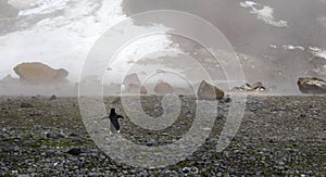 Lonely adelie penguin in Antarctica