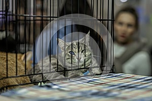 Lonely adult cat with eye problems lying on cage of shelter and waiting at Loving owner