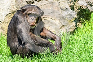 Lonely African Chimpanzee