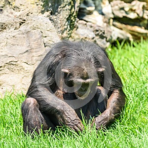 Lonely African Chimpanzee