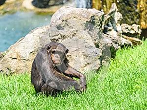 Lonely African Chimpanzee