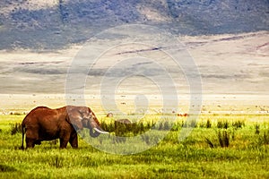 Lonely African elephant in the Ngorongoro Crater in the background of mountains and green grass. African travel image. Ngorongoro