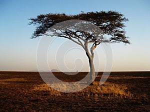 Lonely african tree in the Serengeti,