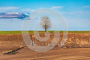 A lonely alone tree growing in a plowed field