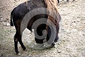 Lonely American Bison Bison bison eating from ground on a sunny day