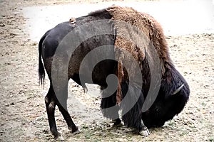 Lonely American Bison eating from ground on a sunny day