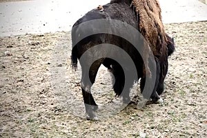 Lonely American Bison eating from ground on a sunny day