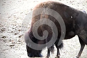 Lonely American Bison eating from ground on a sunny day
