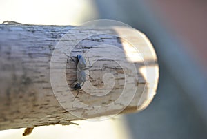 Climbing ant on wood stick photo