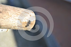 Climbing ant on wood stick photo