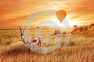 Lonely antelope Eudorcas thomsonii in the African savanna against a beautiful sunset with balloon. African landscape.