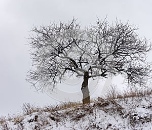 Lonely apricot tree on a hill