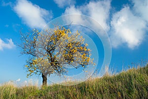 Lonely apricot tree on a hill at autumnal time.