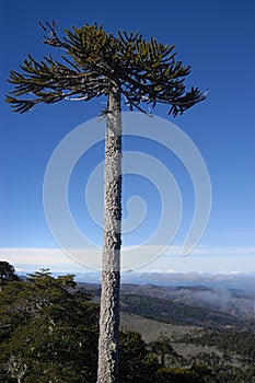 Lonely araucaria photo