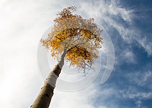 Lonely Aspen, Rocky Mountain National Park