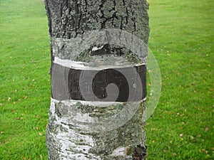 Lonely aspen tree trunk on a field of grass