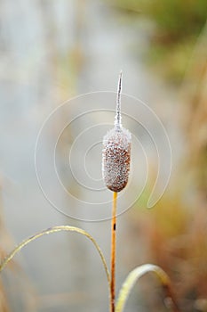 Lonely autumn cattail covered with frost. macro photo