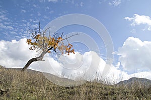 Lonely autumn cherry tree in meadow