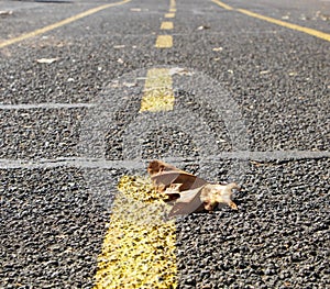 lonely autumn leaf on asphalt road with road marking