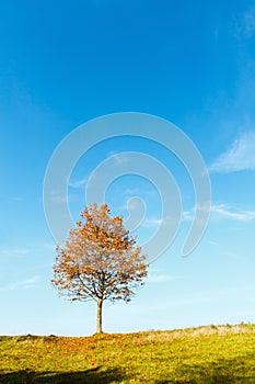 Lonely autumn maple tree on blue sky background.