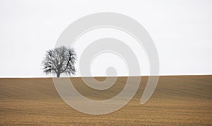 Lonely autumn tree