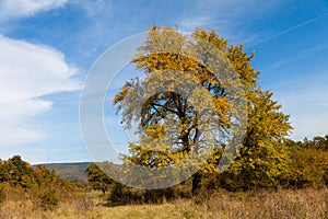 Lonely autumn tree